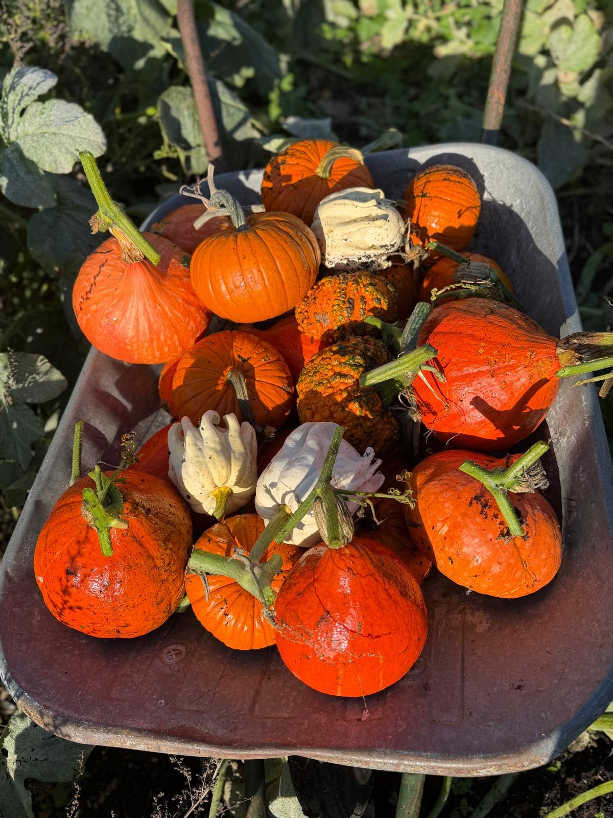 A wheelbarrow full of freshly harvested pumpkins and squash